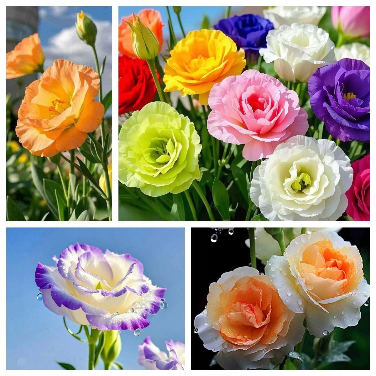 Carpet Creeping lisianthus seeds—bulk pack supports seasonal planting and color variety.