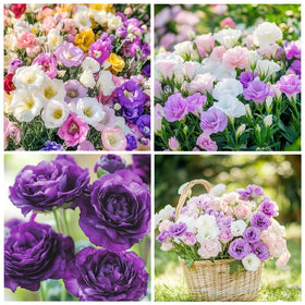 Carpet Creeping lisianthus seeds—easy-to-grow mix with ornamental appeal.