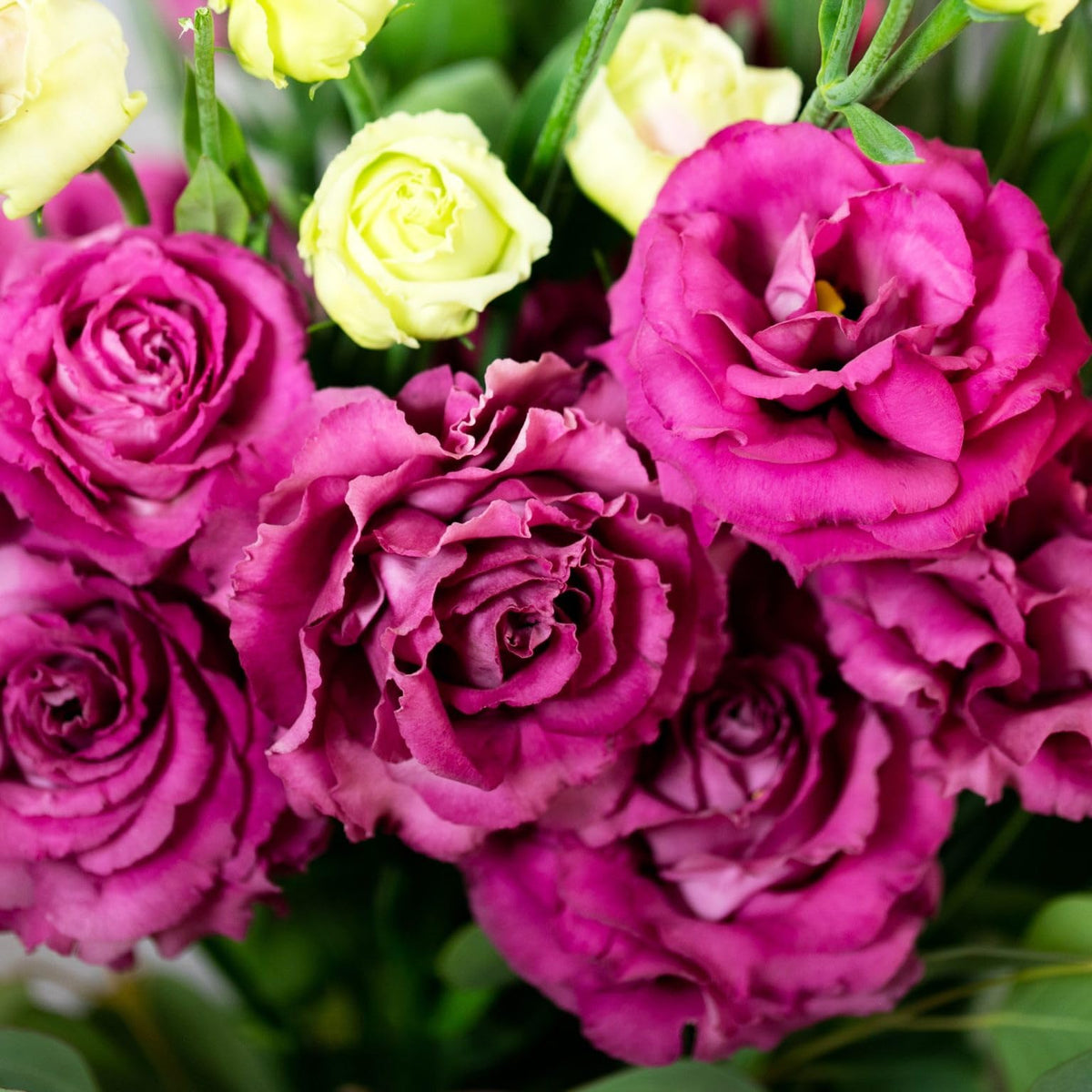 Carpet Creeping lisianthus seeds—great for patio planters and cut flower displays.