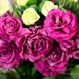 Carpet Creeping lisianthus seeds—great for patio planters and cut flower displays.