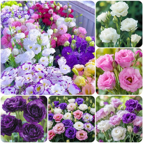 Carpet Creeping lisianthus seeds—mixed colors for vibrant garden borders and containers.