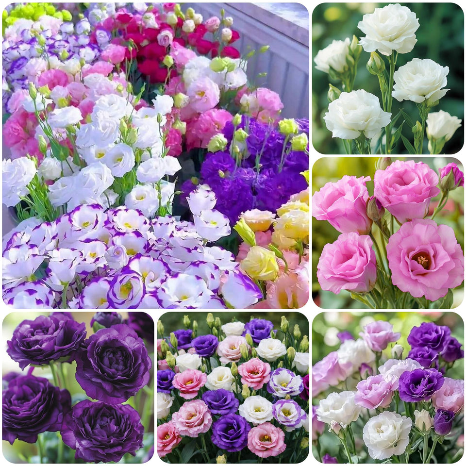 Carpet Creeping lisianthus seeds—mixed colors for vibrant garden borders and containers.