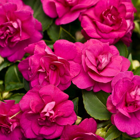 Carpet Creeping balsamina flowers offer a long blooming season from late spring through early fall.