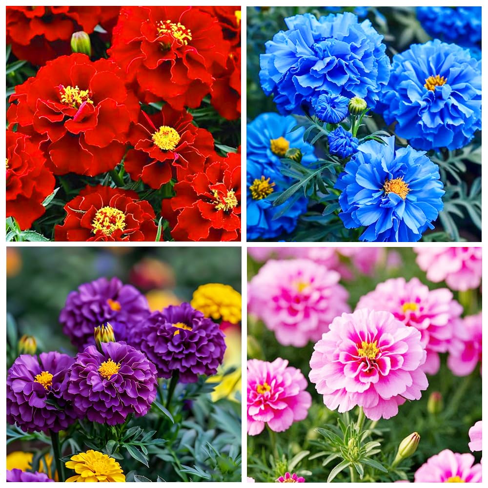 Carpet Creeping marigold seeds pack for vibrant color in borders and beds, attracting pollinators.