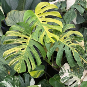 Carpet Creeping Monstera Deliciosa seeds, promotes lush indoor greenery when transplanted
