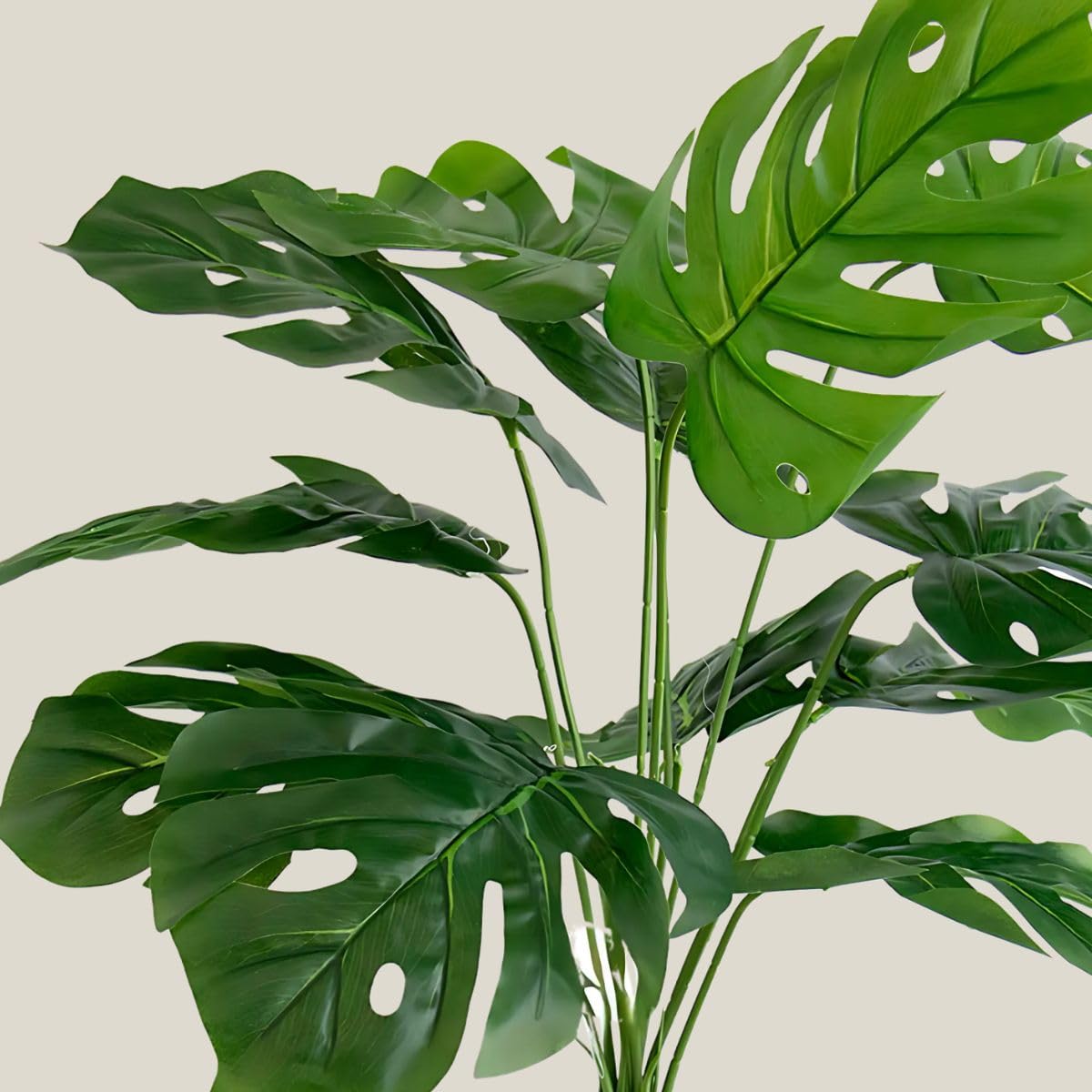 Carpet Creeping Monstera Deliciosa seeds, future leaves with natural splits, a striking accent for living spaces