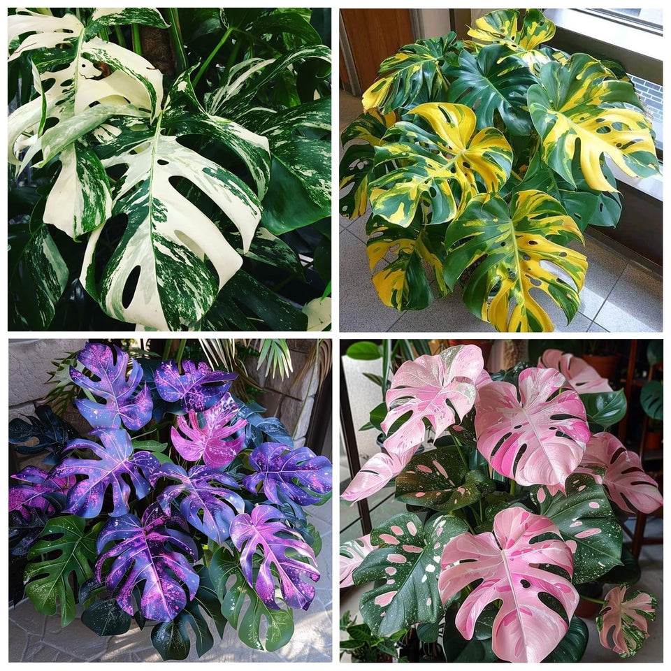 Carpet Creeping Monstera Deliciosa seeds for outdoor planting, creates dramatic foliage for your garden