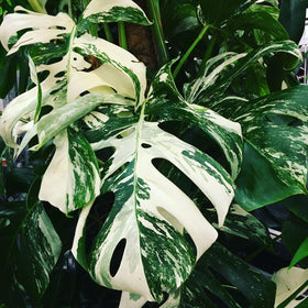 Carpet Creeping Monstera Deliciosa seeds, from seedling to fenestrated spectacle for your home