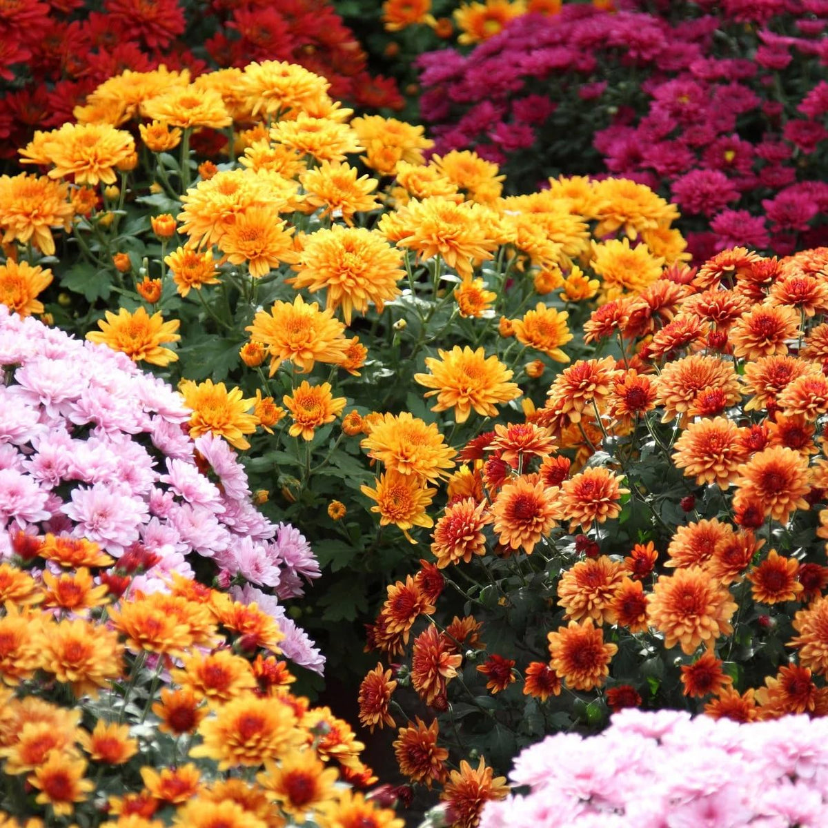 Carpet Creeping mums bloom detail highlights vivid petals and garden texture