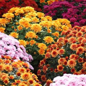 Carpet Creeping mums bloom detail highlights vivid petals and garden texture