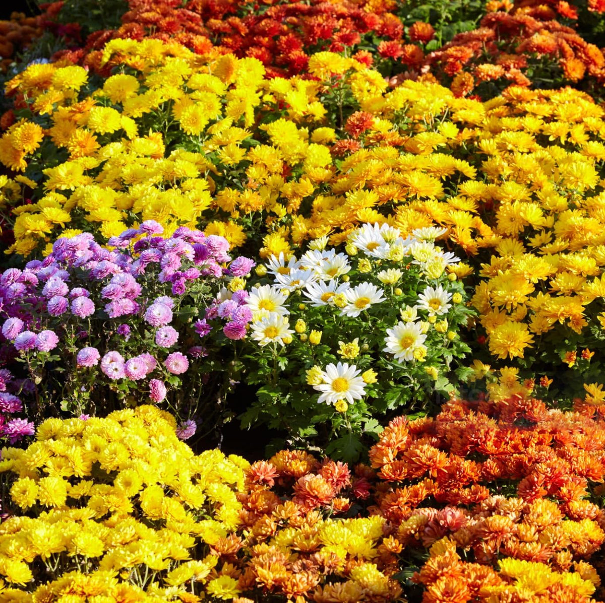Carpet Creeping mums drought-tolerant ground-cover across varied climates