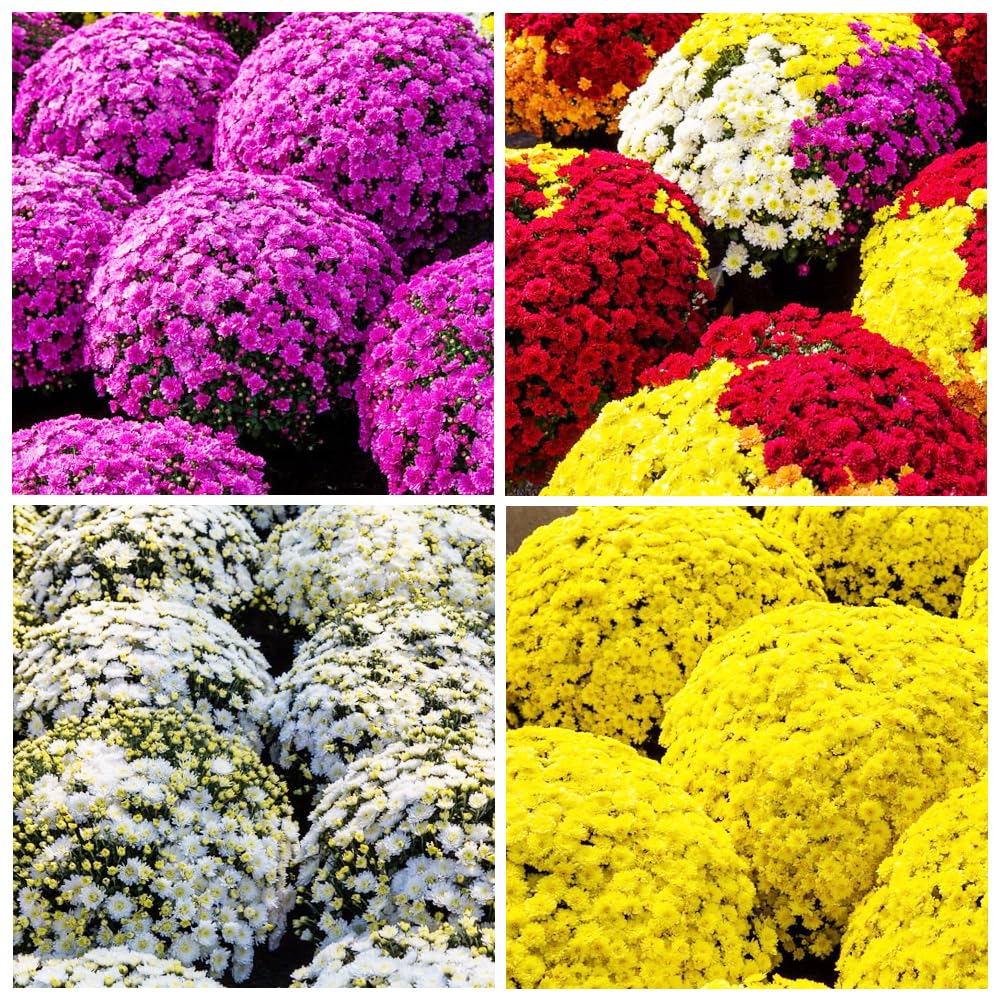 Carpet Creeping mums flowering garden scene offers long-lasting color from sun to shade