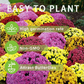Carpet Creeping mums hanging basket display shows versatile container planting