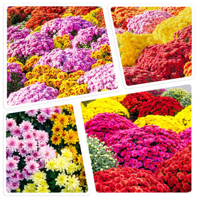 Carpet Creeping mums seed pack closeup for vibrant outdoor color and easy planting
