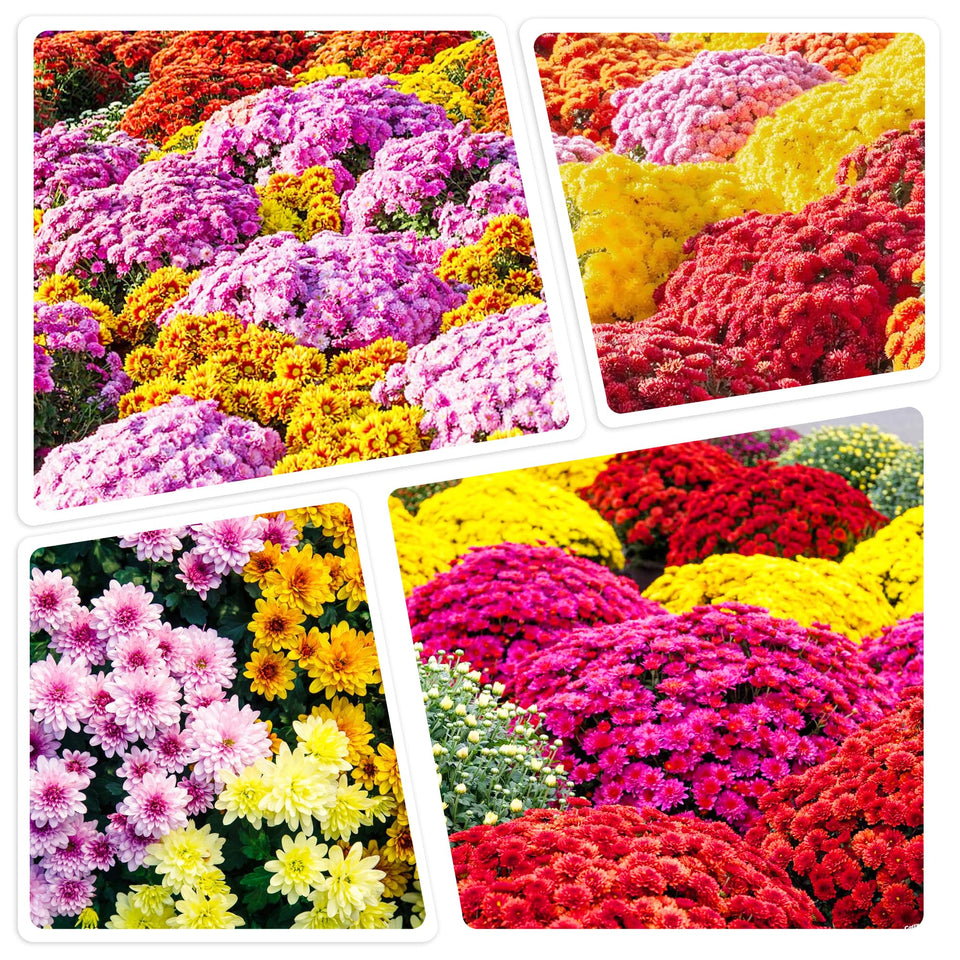 Carpet Creeping mums seed pack closeup for vibrant outdoor color and easy planting