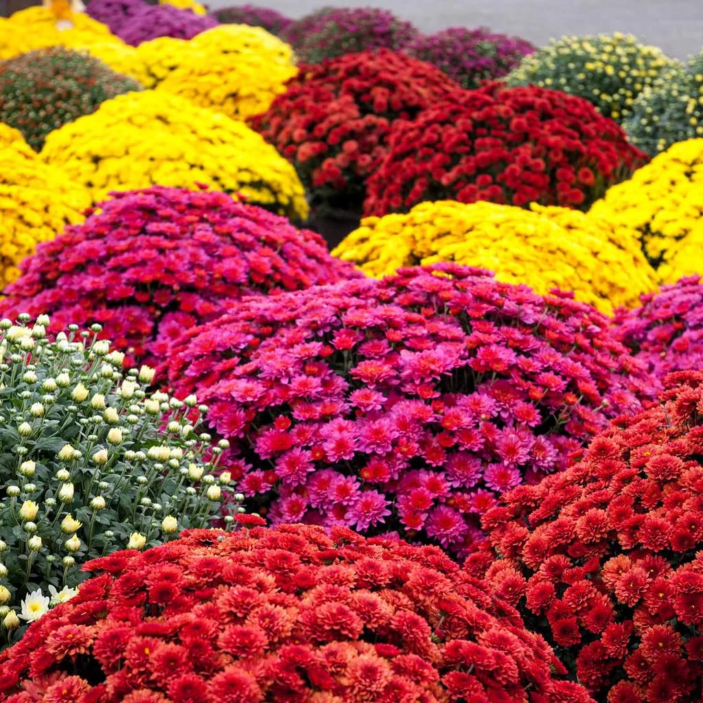 Carpet Creeping mums window box planting showcases easy ornamental color