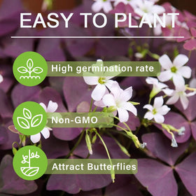 Carpet Creeping Oxalis folding leaves at night adds dynamic movement to any space.