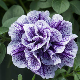 Carpet Creeping Petunia border planting with vibrant color