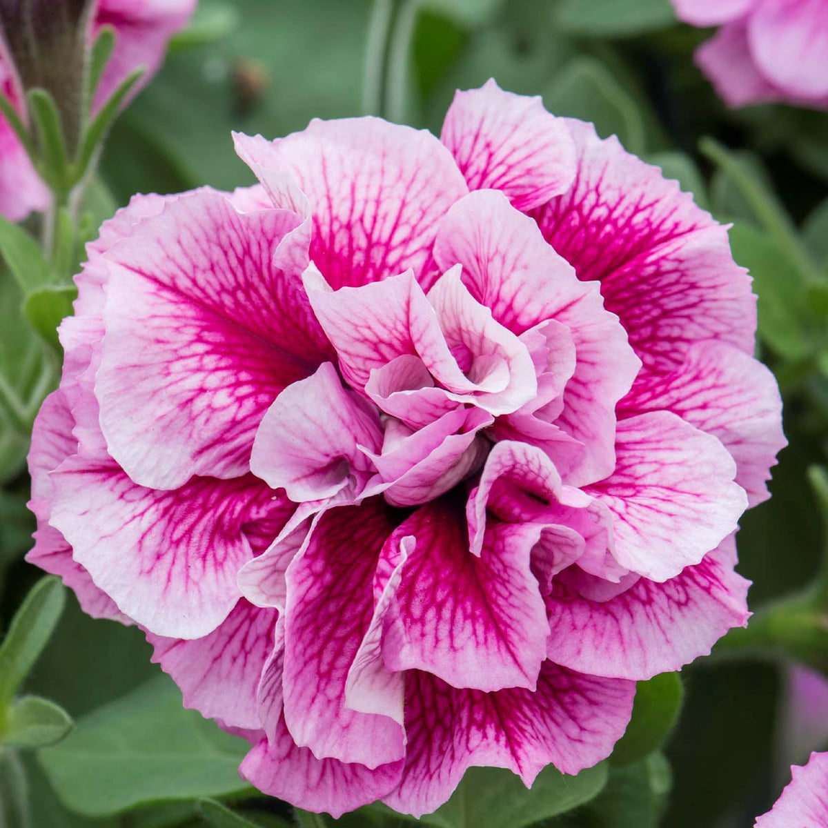 Carpet Creeping Petunia soil and compost support lush blooms