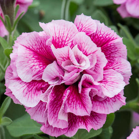 Carpet Creeping Petunia soil and compost support lush blooms