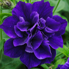 Carpet Creeping Petunia container planting on balcony
