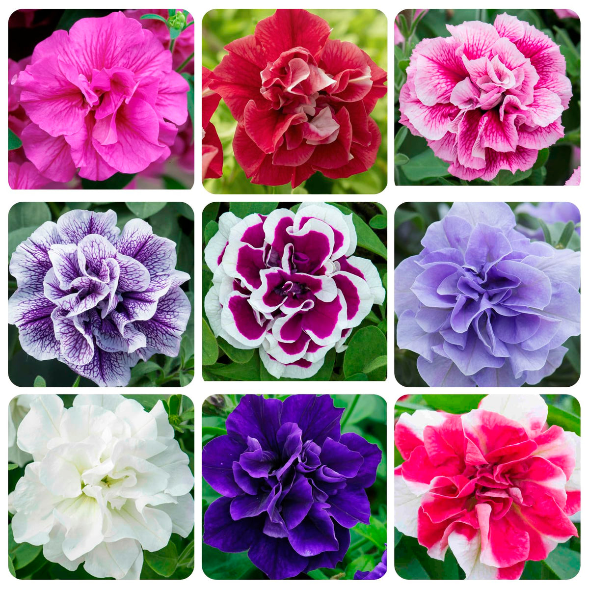 Carpet Creeping Petunia double blooms with vivid veining close-up