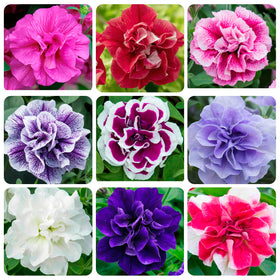 Carpet Creeping Petunia double blooms with vivid veining close-up