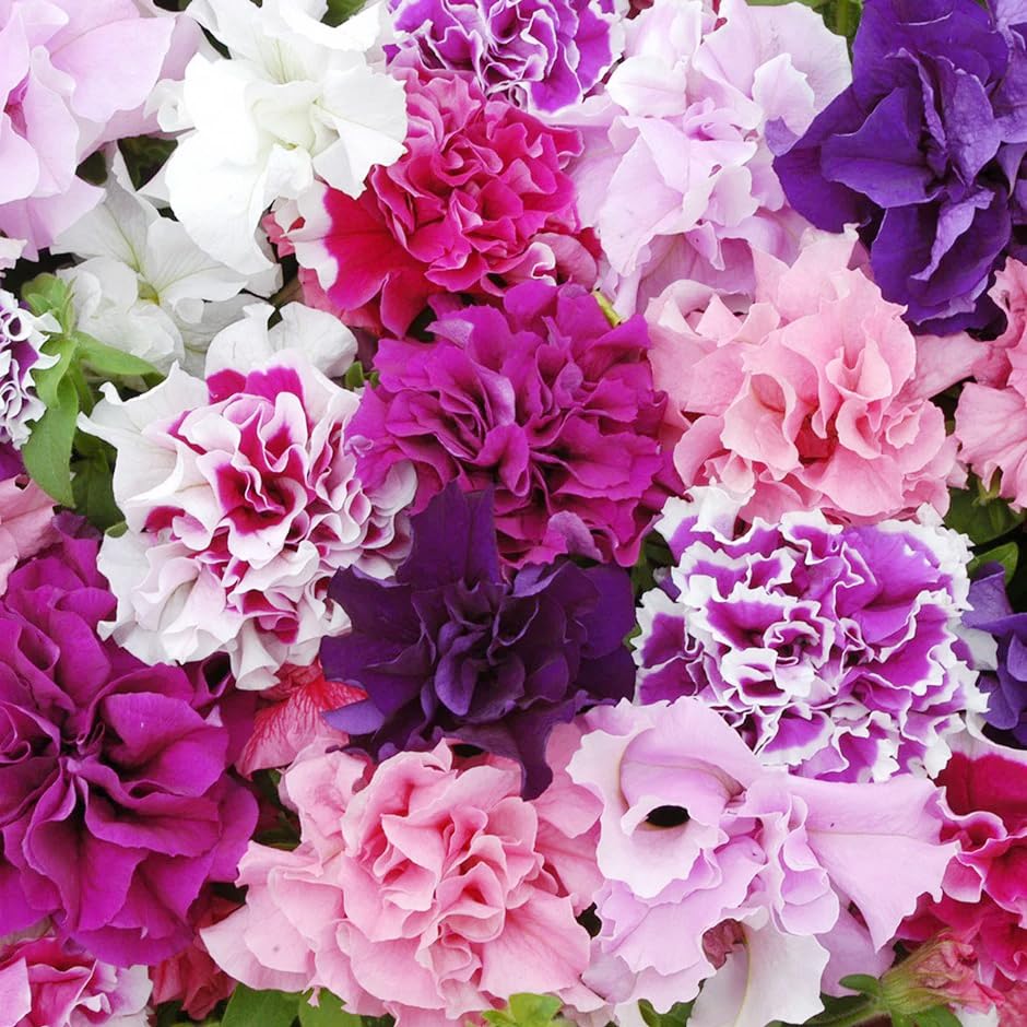 Carpet Creeping Petunia thriving in a hanging basket