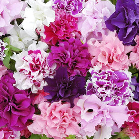 Carpet Creeping Petunia thriving in a hanging basket