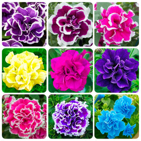 Carpet Creeping Petunia seeds pack ready for sunny gardens