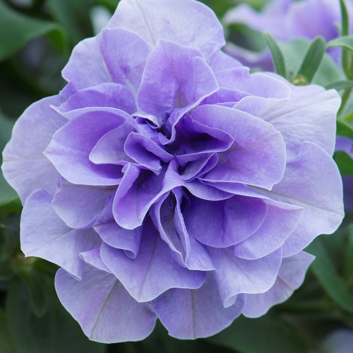 Carpet Creeping Petunia in a sunlit garden bed