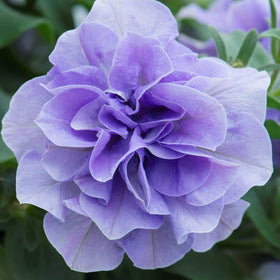 Carpet Creeping Petunia in a sunlit garden bed