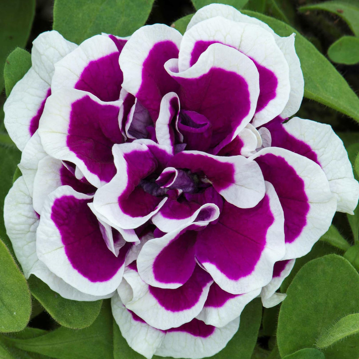 Carpet Creeping Petunia double blooms highlighting veining