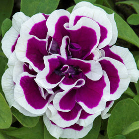Carpet Creeping Petunia double blooms highlighting veining