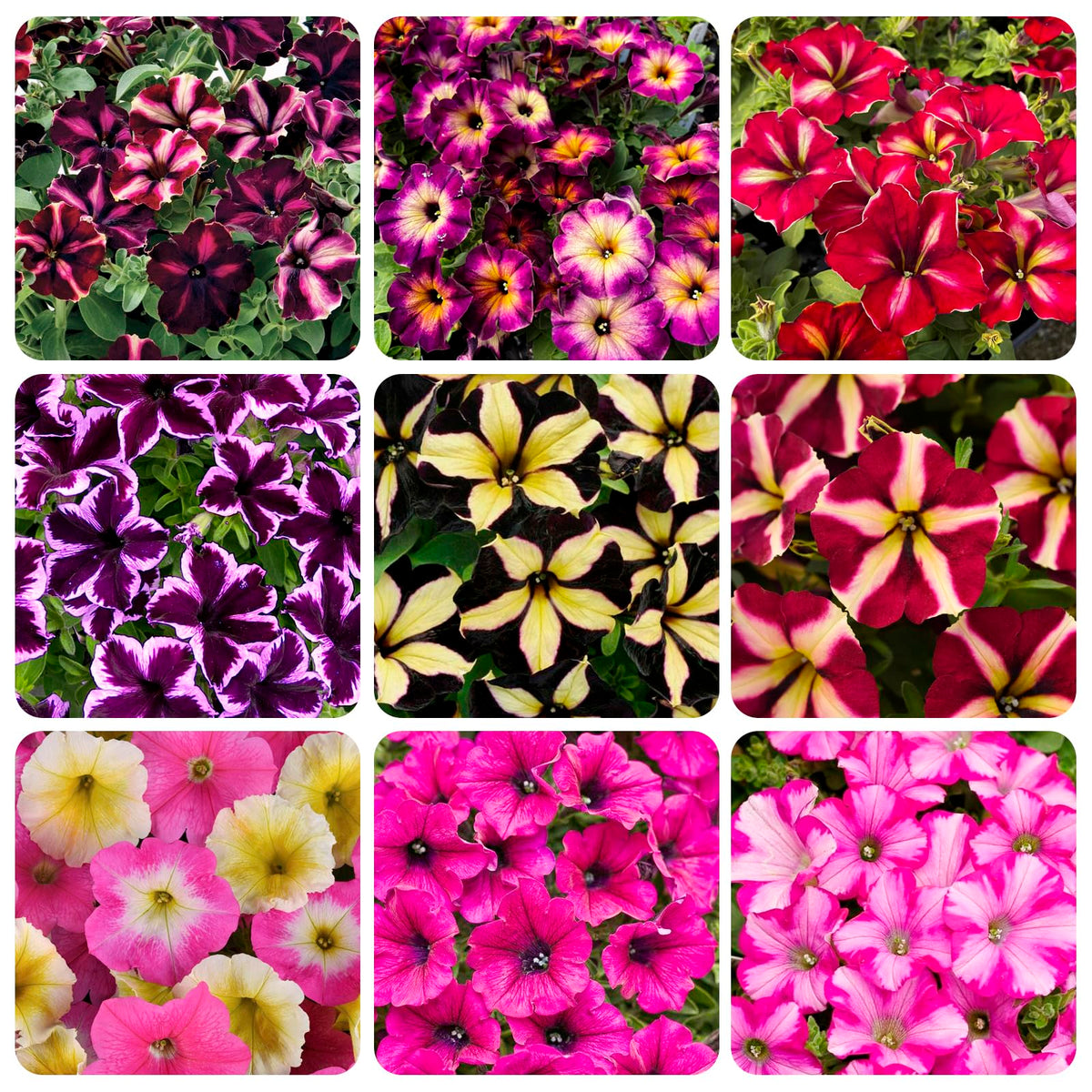 Carpet Creeping Plumb Pudding Easy Wave petunia bloom closeup shows velvety purple petals.