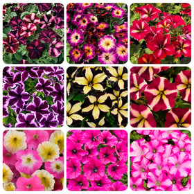 Carpet Creeping Plumb Pudding Easy Wave petunia bloom closeup shows velvety purple petals.
