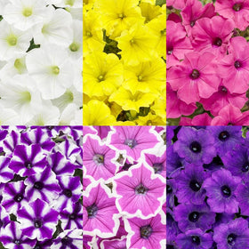 Carpet Creeping Plumb Pudding Easy Wave petunia seed bag for easy planting and abundant blooms.