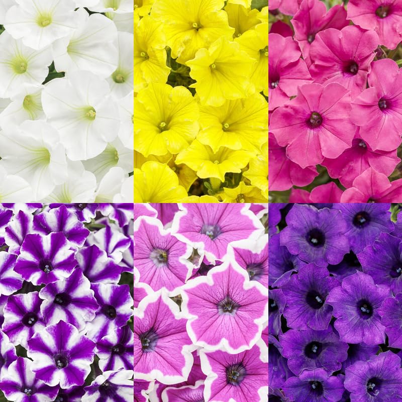 Carpet Creeping Plumb Pudding Easy Wave petunia seed bag for easy planting and abundant blooms.