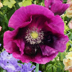 Carpet Creeping poppy seed planting is easy for beginners in well-drained soil.