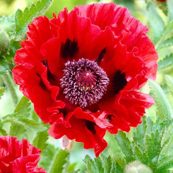 Carpet Creeping appleblossom chiffon poppy bloom provides extended color in sunny borders.