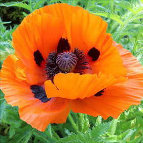 Carpet Creeping poppy seeds attracting bees and butterflies for thriving pollinator-friendly garden.