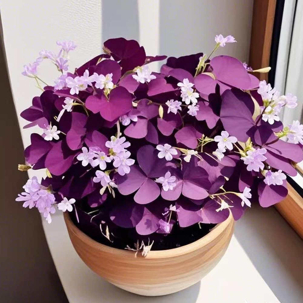 Carpet Creeping Purple Oxalis Triangularis in a container shows versatile outdoor or balcony styling.