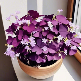 Carpet Creeping Purple Oxalis Triangularis in a container shows versatile outdoor or balcony styling.