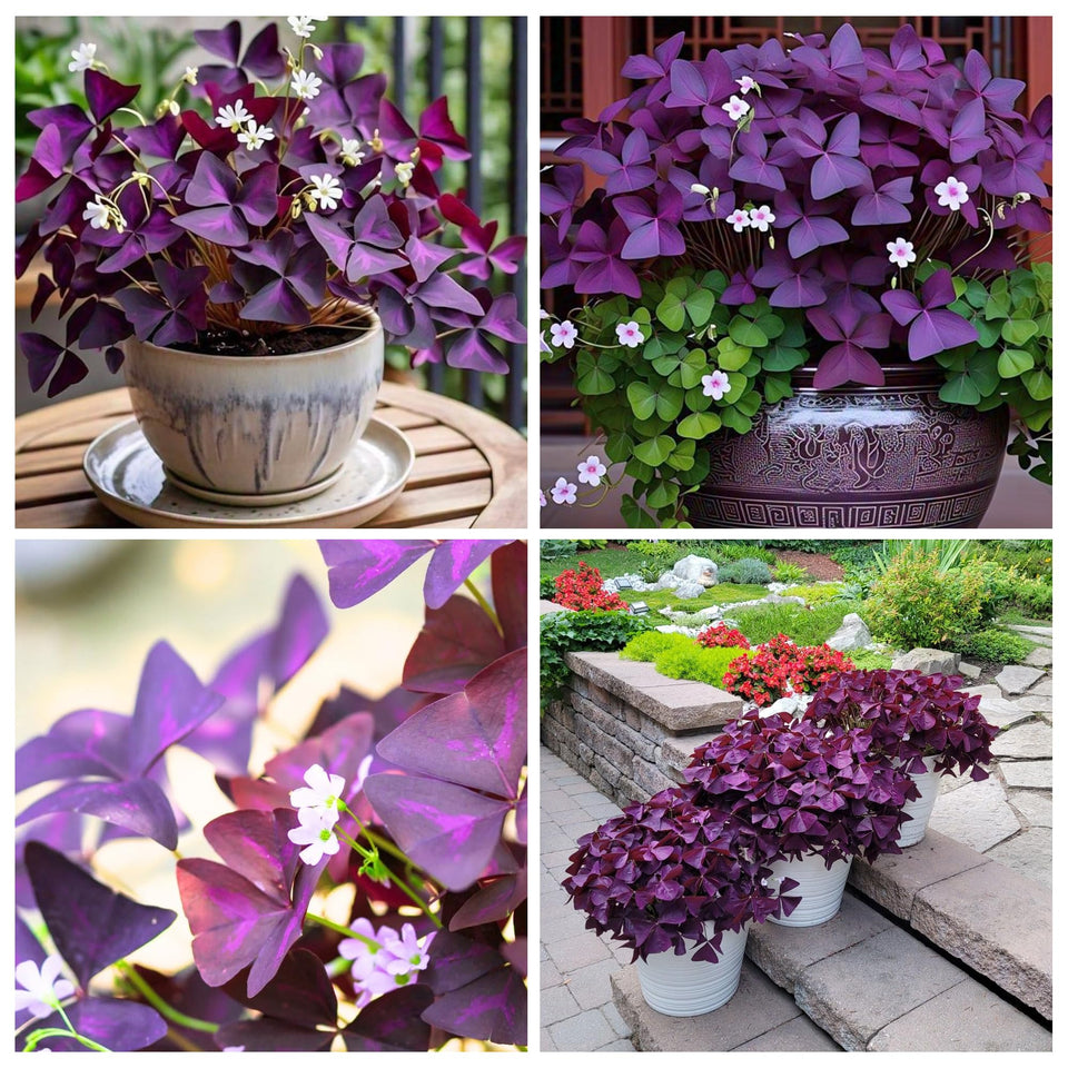 Carpet Creeping Purple Oxalis Triangularis leaf display highlights striking heart-shaped foliage for indoor color.