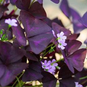Carpet Creeping Purple Oxalis Triangularis pink blossoms provide seasonal color contrast.
