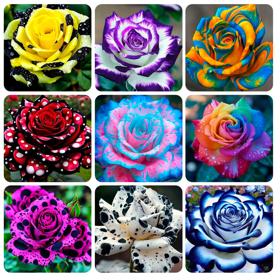 Carpet Creeping rose seeds packaging shows premium heirloom variety for outdoor planting.