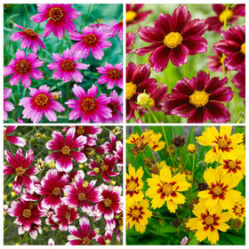 Carpet Creeping red coreopsis seeds close-up shows easy-to-grow options for beds