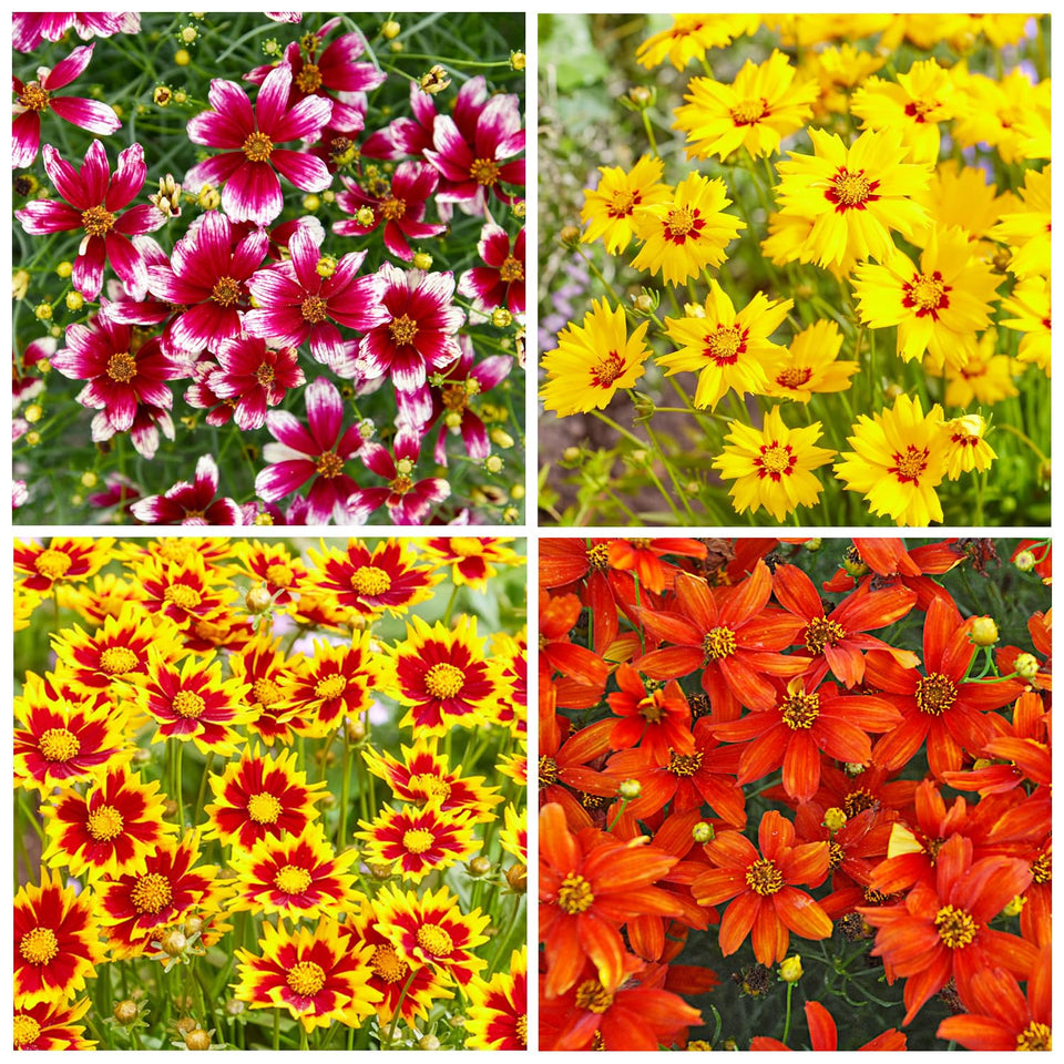 Carpet Creeping red coreopsis seeds pack shot adds vibrant garden color