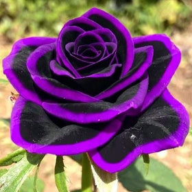 Carpet Creeping rose seeds blooms early showcase fragrant color for bouquets.