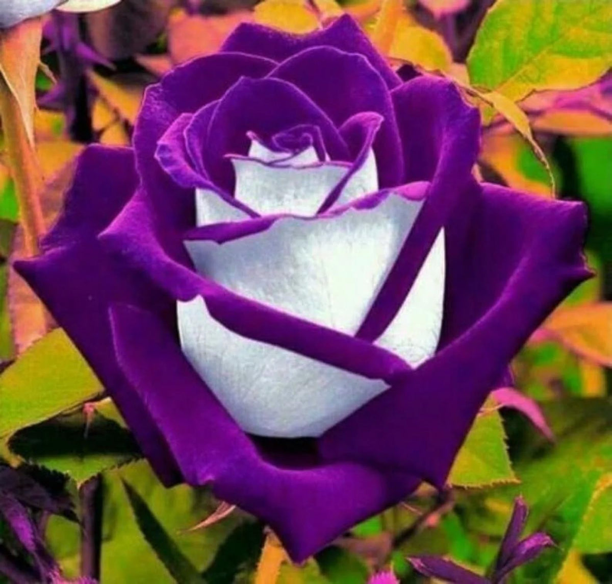 Carpet Creeping rose seeds garden bed ready for planting, ideal for borders and color.